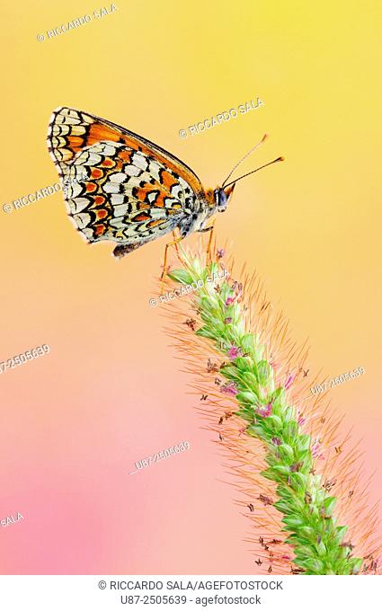 Italy, Lombardy, Countryside of Cremona Province, Butterfly, Melitaea. . .
