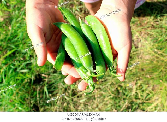 green pea pod laying on the palms