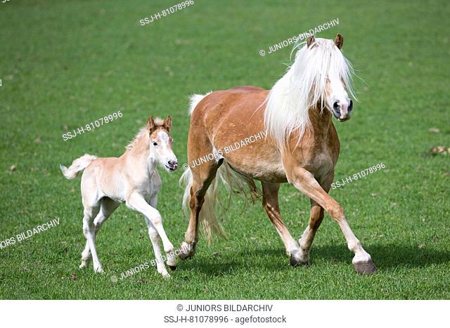 Haflinger Horse. Mare with foal trotting on a meadow. South Tyrol, Italy