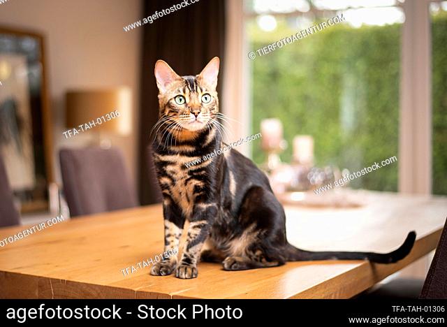 sitting Bengal Cat