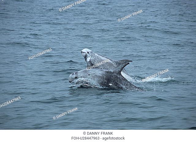 Risso's dolphin Grampus griseus double breach or tandem breach. National marine sanctuary, Monterey bay, California Pacific ocean, USA
