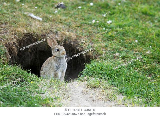 European Rabbit Oryctolagus cuniculus juvenile, sitting at burrow entrance, Unst, Shetland Islands, Scotland, June