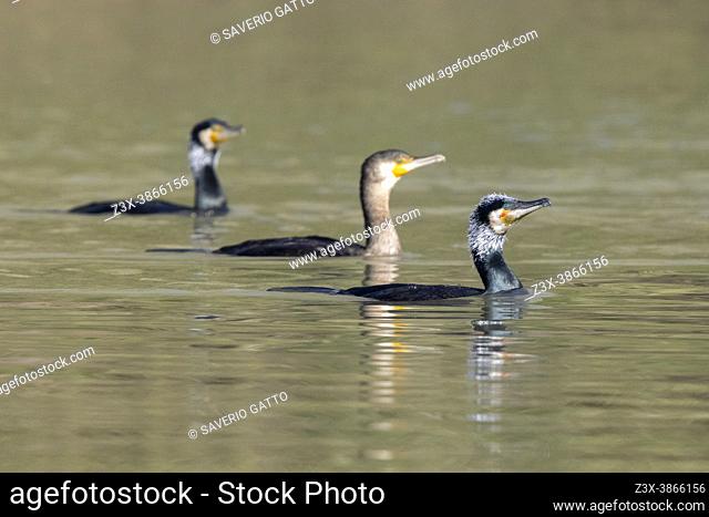 Great Cormorant (Phalacrocorax carbo sinensis), a small flock in the water, Campania, Italy