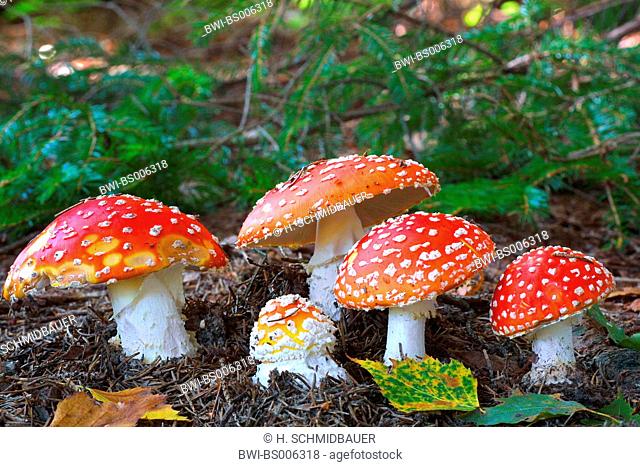 fly agaric (Amanita muscaria), fruiting bodies, Germany