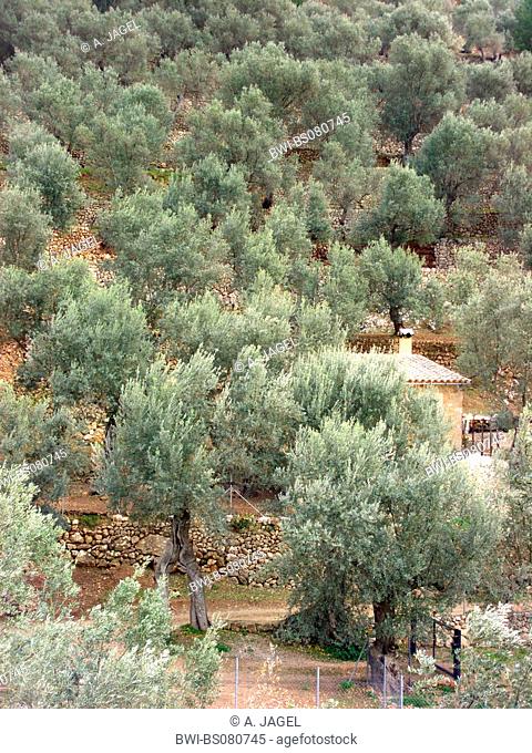 olive tree (Olea europaea ssp. sativa), olive grove, Balearen, Majorca