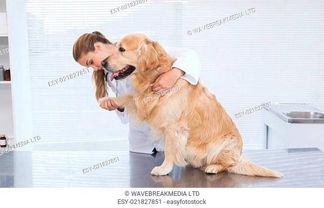 Focused vet examining a labrador