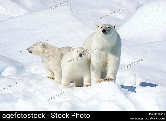 Polar bear (Ursus maritimus), animal mother with Two Cubs, North East Greenland Coast, Greenland, Arctic, North America