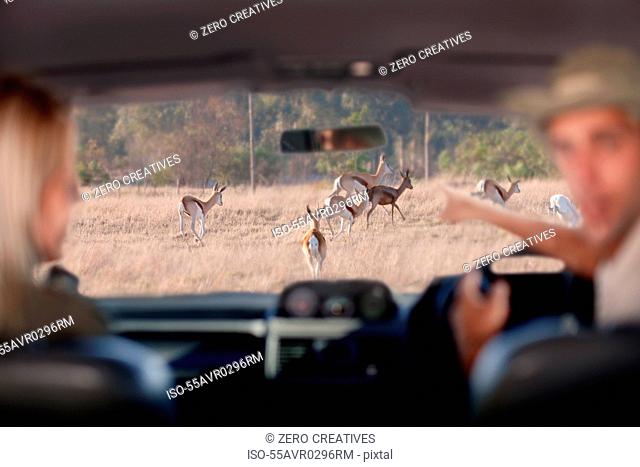 People looking at wildlife through windscreen, Stellenbosch, South Africa