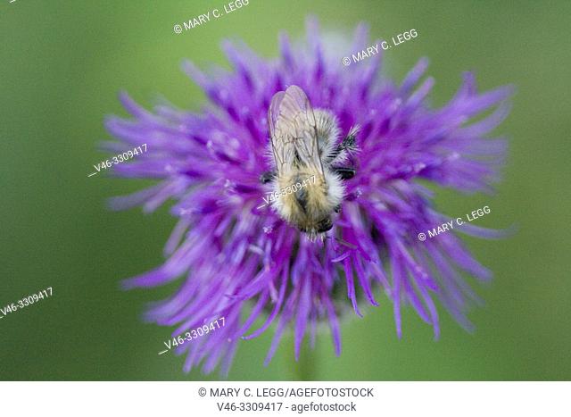 Common Carder Bee, Bombus pascuurum. Medium sized bee with orange markings. Queen: 15-18mm; female workers: 9-15mm; males :12-14mm