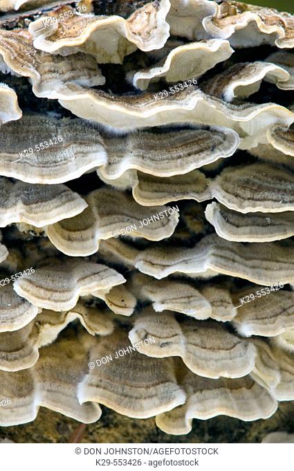 False turkey tail fungus (Stereum ostrea). Fruiting bodies on decaying log. Killarney Provincial Park, Ontario