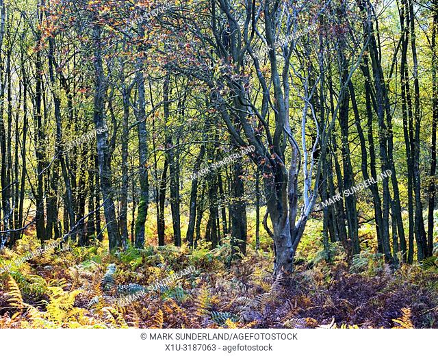 Autumn birch trees and bracken in Guisecliff Wood Pateley Bridge North Yorkshire England