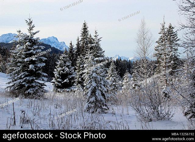 Winter hike near Gerold, near Klais, Europe, Germany, Bavaria, Upper Bavaria, Werdenfels, winter, Zugspitze in the background