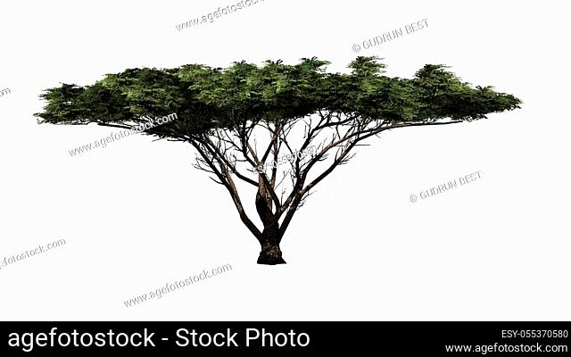 Umbrella Thorn Trees - isolated on white background - 3D illustration