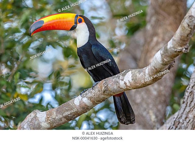 Toco Toucan (Ramphastos toco) perched on tree branch, Brazil, Mato Grosso, Pantanal