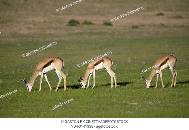 Springbok (Antidorcas marsupialis). Kgalagadi Transfrontier Park in rainy season, Kalahari Desert, South Africa/Botswana