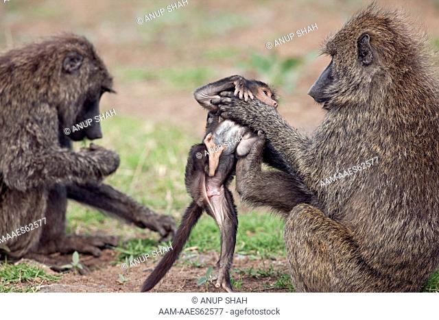 Olive Baboon baby aged 3-6 months being grabbed by an adult (Papio cynocephalus anubis). Maasai Mara National Reserve, Kenya. Feb 2009
