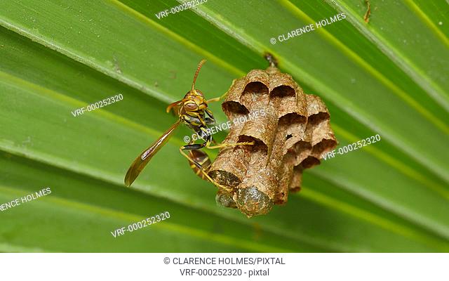 A Paper Wasp (Polistes exclamans) guards larvae and pupae in the chambers of its nest hanging from a Saw Palmetto frond