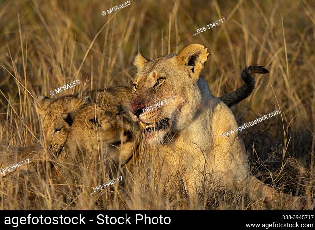 Africa, East Africa, Kenya, Masai Mara National Reserve, National Park, Lioness (Panthera leo) with youngs in savannah