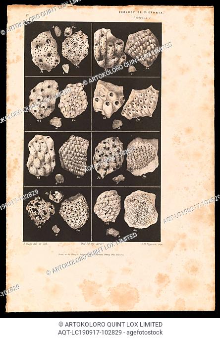 Lithographic Proof - Lithographic Ink & Paper, Lithographic proof finally published as Plate 38 in The Prodromus of the Zoology of Victoria by Frederick McCoy