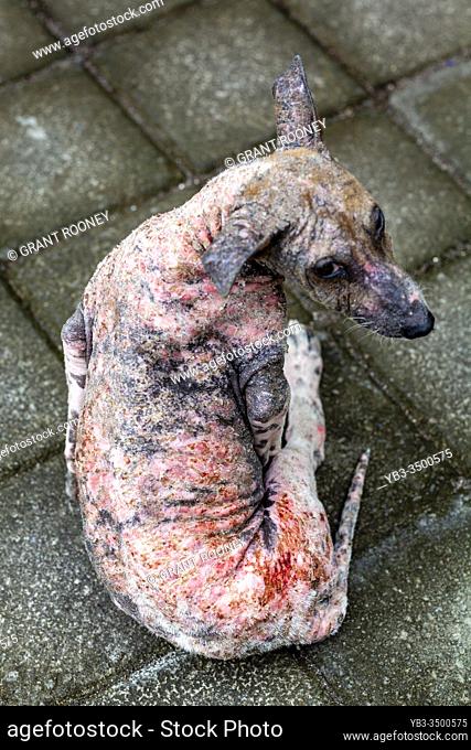 A Stray Dog With A Skin Condition, Bali, Indonesia