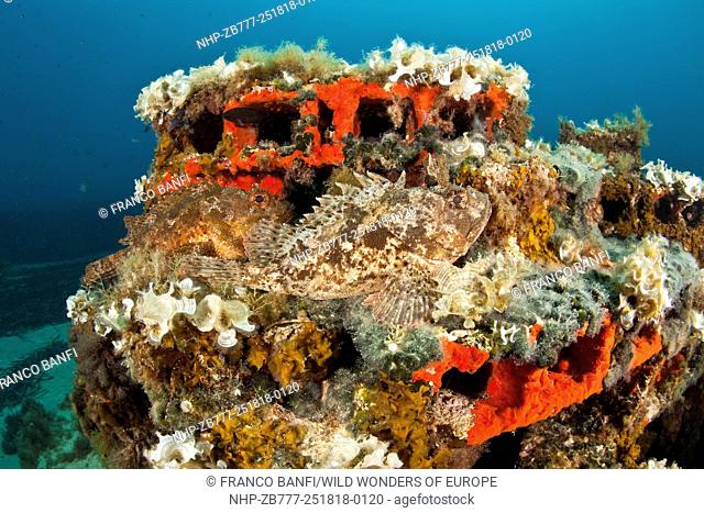 Couple of scorpionfish (Scorpaena porcus) lying on the artificial reef, Larvotto Marine Reserve, Monaco, Mediterranean Sea Mission: Larvotto marine Reserve
