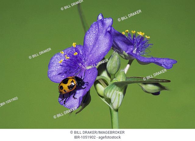 Milkweed Leaf Beetle (Labidomera clivicollis), adult on Prairie Spiderwort (Tradescantia occidentalis), Sinton, Corpus Christi, Texas, USA