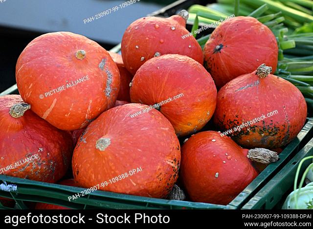 07 September 2023, Thuringia, Erfurt: Hokkaido pumpkins are ready for sale in a box at the market. In Saxony, the pumpkin harvest has begun