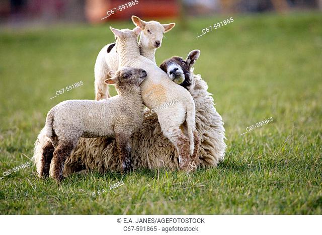Ewe and Lambs. Goosehill farm. UK