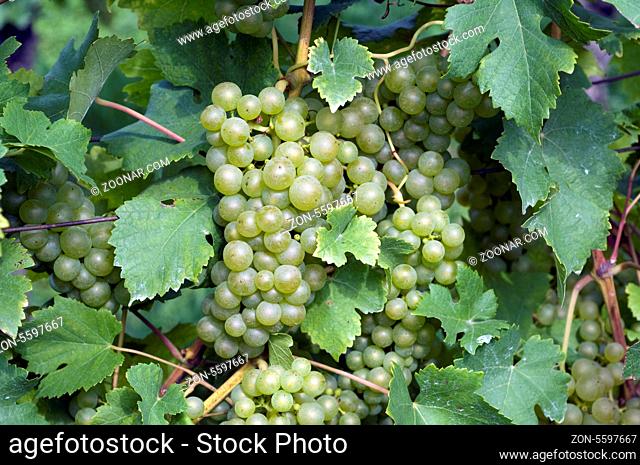 Fendant; Gutedel; Weisse Weintrauben, Wein, Weinpflanzen, Reben, Fruechte, Beeren, Obst