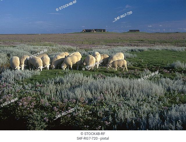 Sheep and sea lavender, Hallig Groede, North Frisia, Schleswig-Holstein, Germany