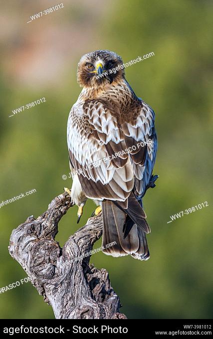 Booted eagle, Hieraaetus pennatus, perched on a branch