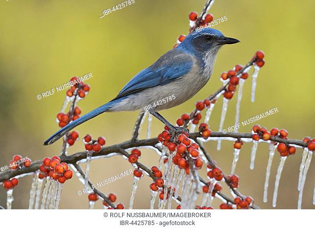 Western Scrub Jay (Aphelocoma californica), adult bird perched on icy branch of Possum Haw Holly (Ilex decidua) with berries, Hill Country, Texas, USA