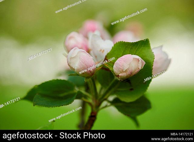 cultivated apple (prunus domestica), blooming, bavaria, germany