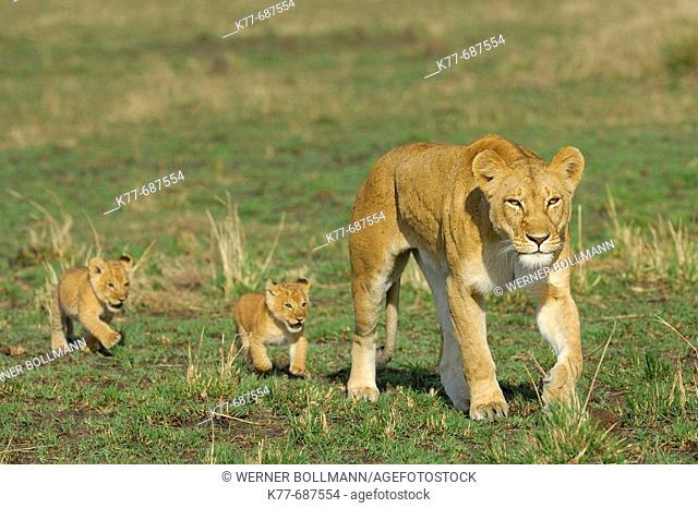 Lioness (Panthera leo) with cubs. Massai Mara, Kenya