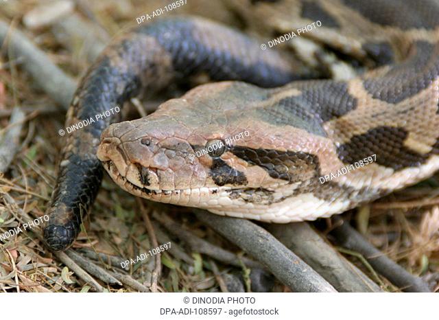Reptiles ; Close ups of Snake ; Keola Deo Ghana National Park ; Bharatpur ; Rajasthan ; India
