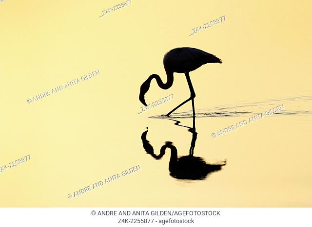 Silhouette of a Greater Flamingo (Phoenicopterus roseus) foraging in the water