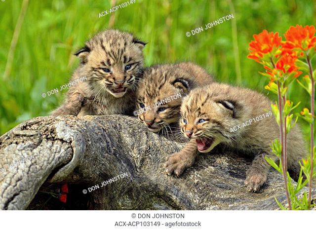 Bobcat (Felis rufus) Kittens, captive raised, Minnesota wildlife Connection, Sandstone, Minnesota, USA