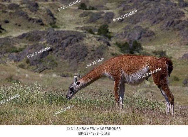 Wild Guanaco (Lama guanicoe), grazing on a meadow, Cochrane, Aysén Region, Patagonia, Chile, South America, Latin America, America