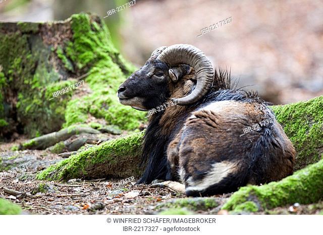 Mouflon (Ovis orientalis), Wildpark Vulkaneifel deer park, Rhineland-Palatinate, Germany, Europe