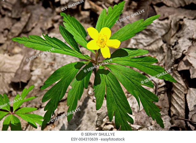 Eranthis Hyemalis wild forest flower