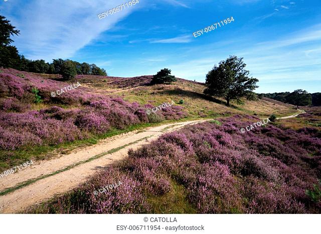 path way between hills covered with blossoming heather