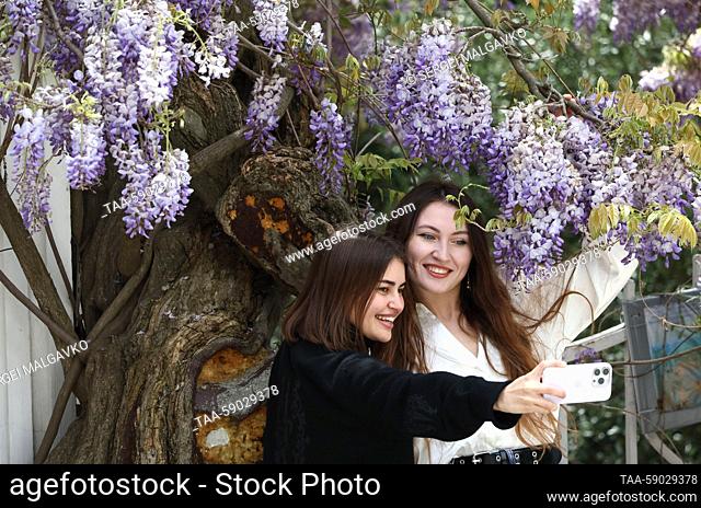 RUSSIA, REPUBLIC OF CRIMEA - MAY 12, 2023: People make a selfie by a blooming Wisteria in the village of Simeiz. Sergei Malgavko/TASS