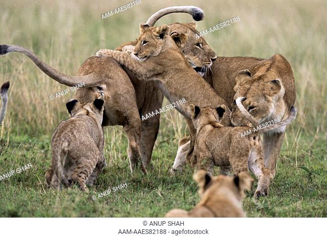 Lioness with playful cubs aged 12-18 months (Panthera leo). Maasai Mara National Reserve, Kenya. Aug 2008