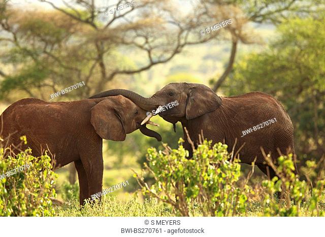 African savannah elephant, African elephant Loxodonta africana oxyotis, young individuals playing together, Tanzania, Tarangire National Park