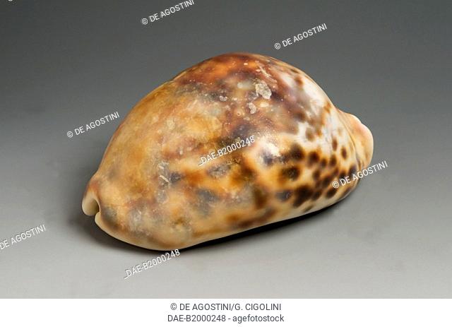 Tiger cowrie shell (Cypraea tigris pardalis) over casting, Littorinimorpha, Zanzibar.  Private Collection