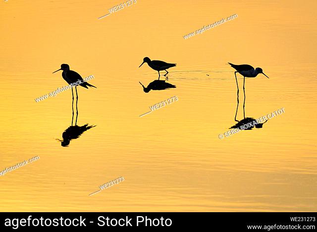 Black-winged stilt (Himantopus himantopus) in a drainage channel of the Ebro Delta at sunset (Tarragona, Catalonia, Spain)