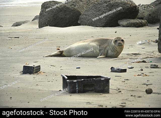 05 August 2022, Argentina, Chubut: An elephant seal (Mirounga) lies next to plastic crates on the beach. According to an OECD report