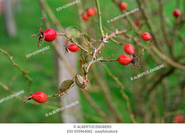 red rose hips on a bush