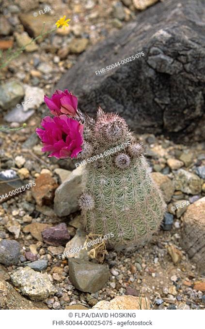 Comb Hedgehog Cactus Echinocereus pectinatus pectinatus In flower