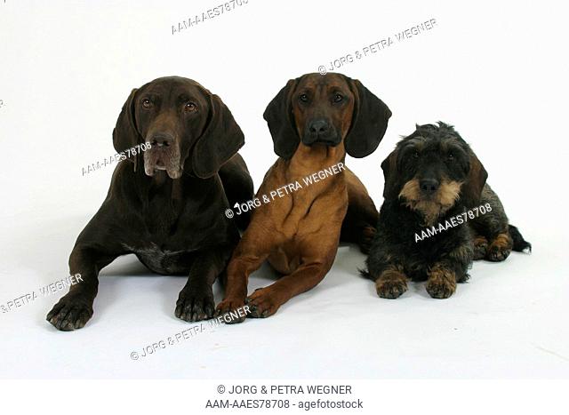 German Shorthaired Pointer, Bavaria Mountain Scenthound and Wirehaired Dachshund